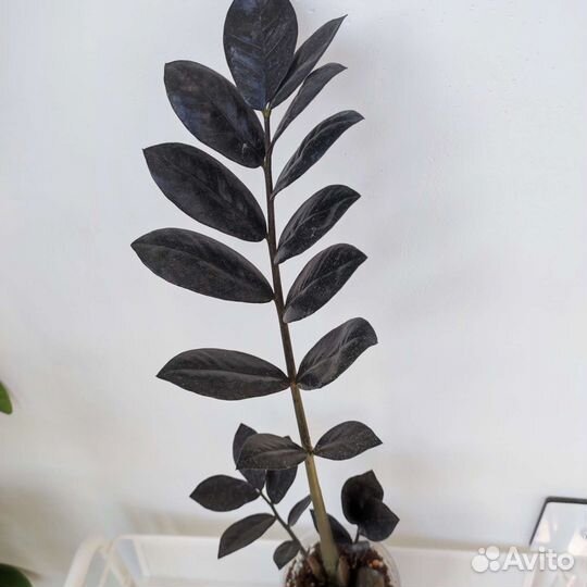 Замиокулькас равен, черный ворон