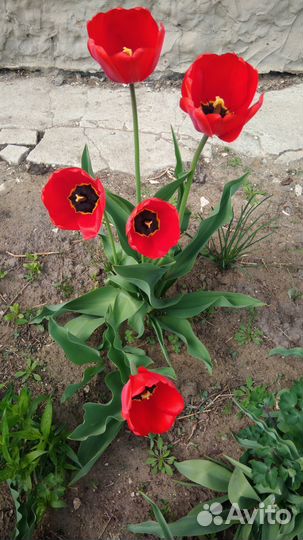 Луковицы тюльпанов