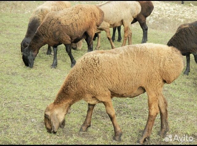 Овцы бараны ягнята купить в Хворостянке | Животные и зоотовары | Авито