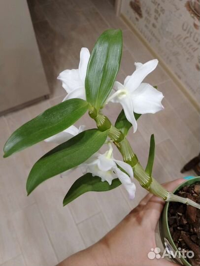 Орхидея дендробиум