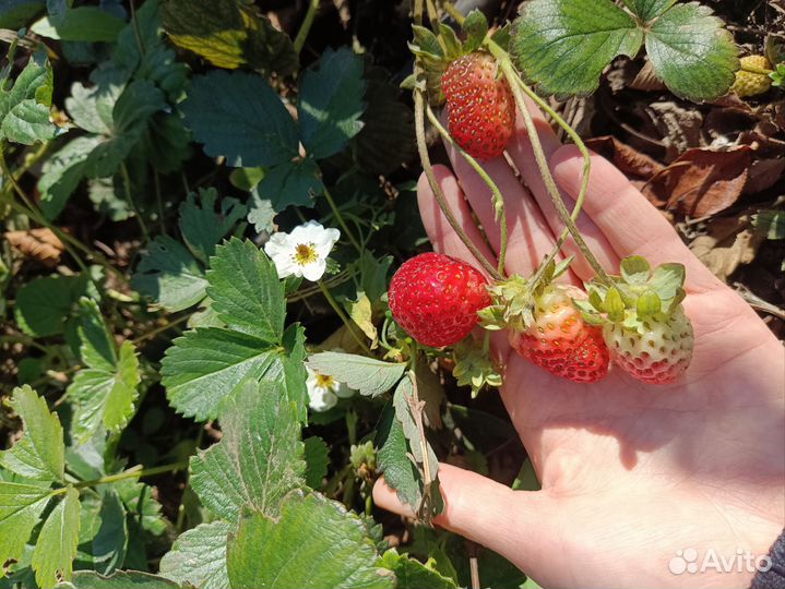 Рассада ремонтантной клубники