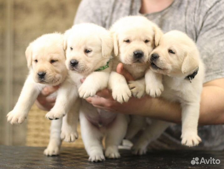 Палевый Лабромальчик