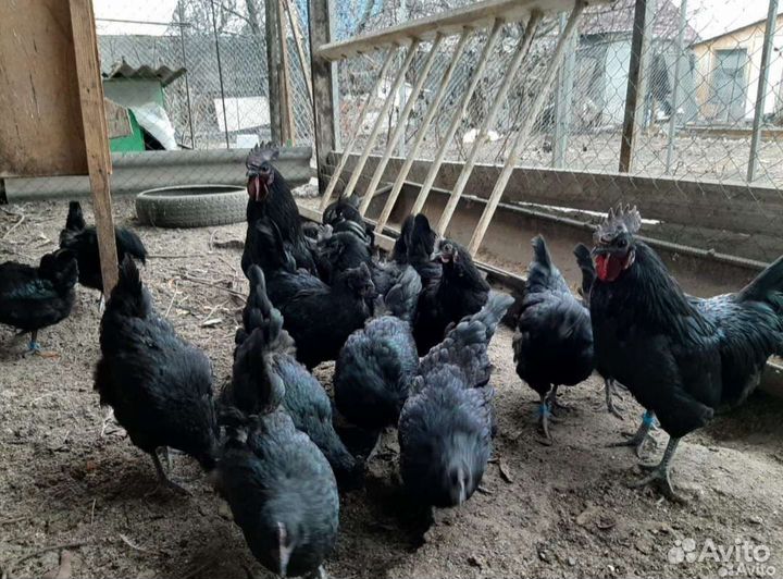 Инкубационное яйцо ухейилюй