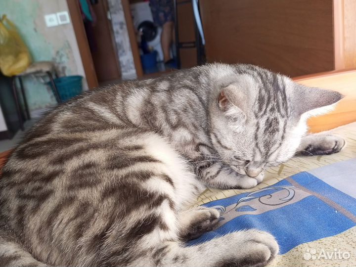 Шотландская кошечка