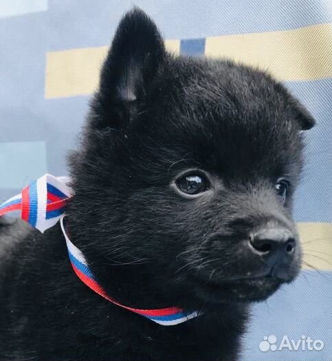 Шипперке, милые щенята