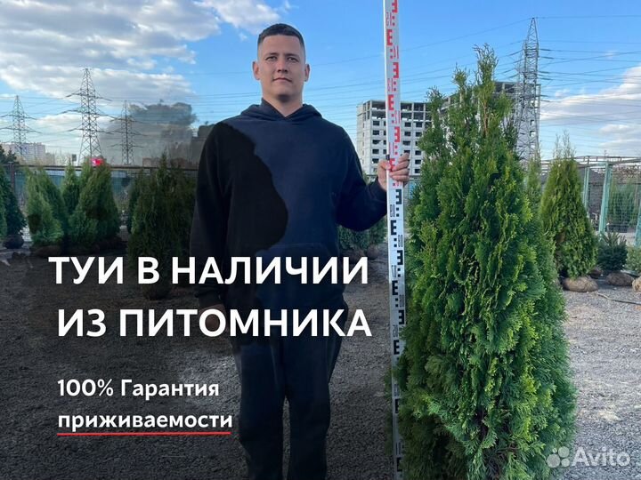 Туя Смарагд, Брабант, Колумна