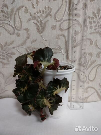 Излишки комнатных растений (возможен обмен)