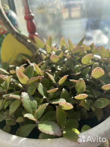 Отростки каланхоэ « доктор»