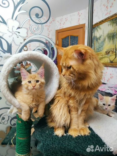 Котята мэйнкун