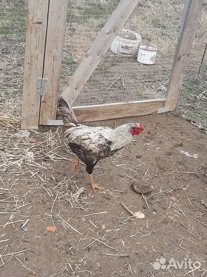 Бойцовские петухи