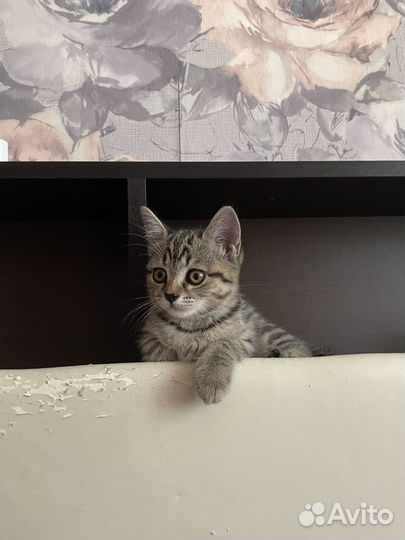 Шотланский котенок