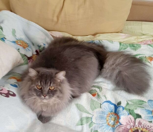 Сибирский кот