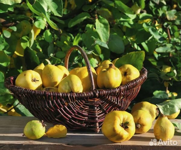 Айва - все плодовые деревья от 2-х лет