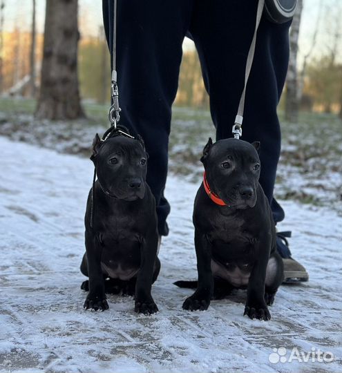 2 Девочки моноколор