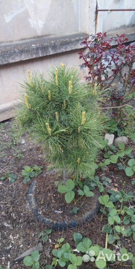 Кедр Сибирский