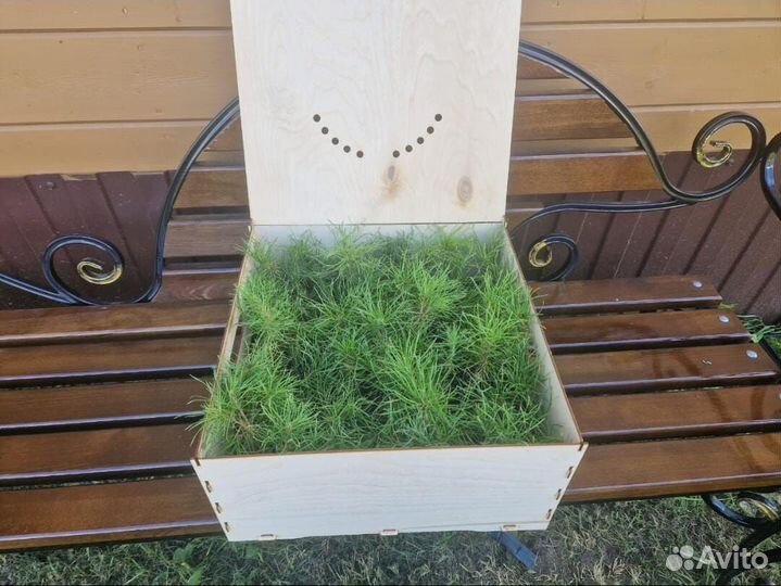 Саженцы сосны и ели окс от производителя