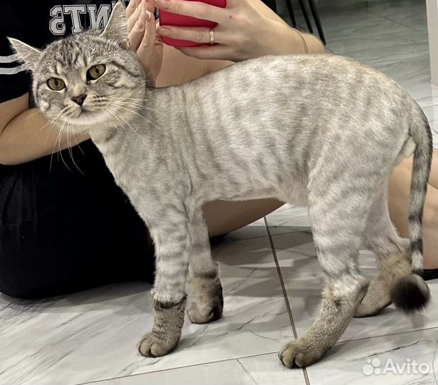 Котик в добрые руки