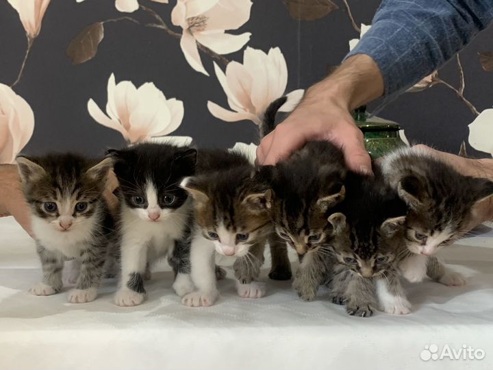 Котята
