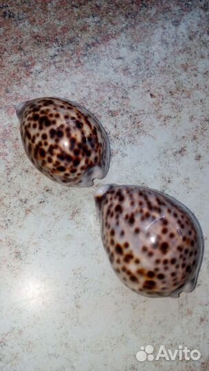 Раковины Тигровой Ципреи