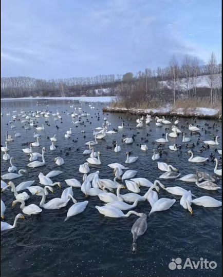 Новогодняя сказка на Алтае, тур 5 дней