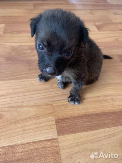 Щеночки девочки