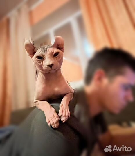 Канадский сфинкс эльф вязка