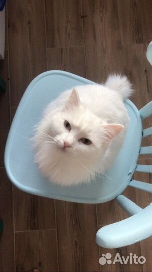 Кошка ищет дом