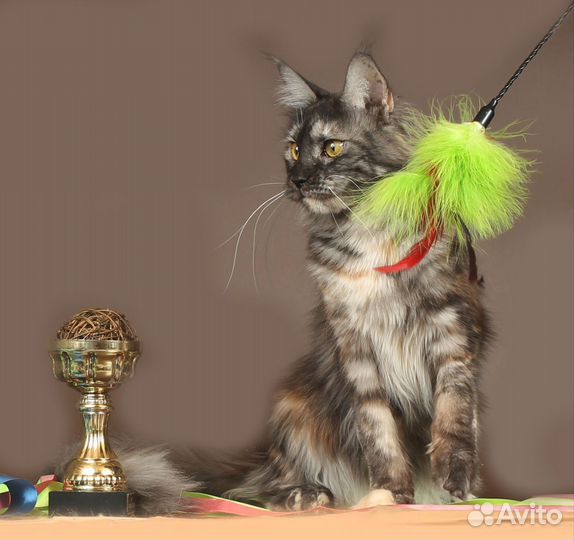 Повязанные кошки мейн-кун