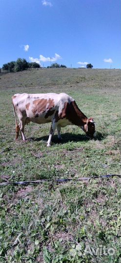 Коровы дойные