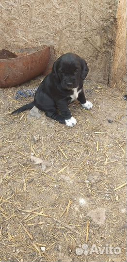 Собака в добрые руки отдам бесплатно