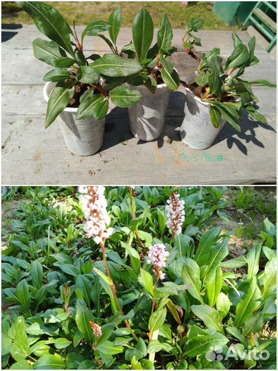 Саженцы Аквилегии,камнеломки,горца и живучки