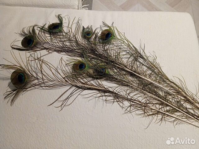 Павлиньи перья