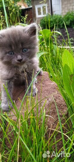 Коты ищут дом