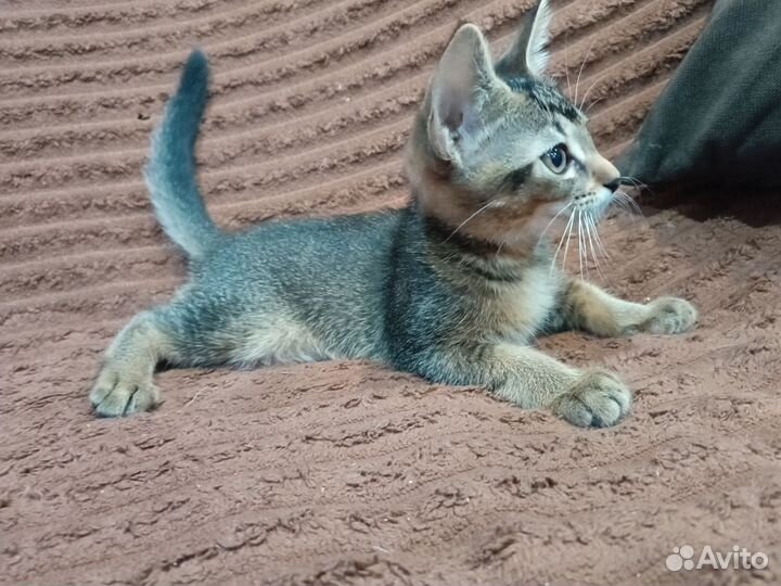 Котята вы добрые руки
