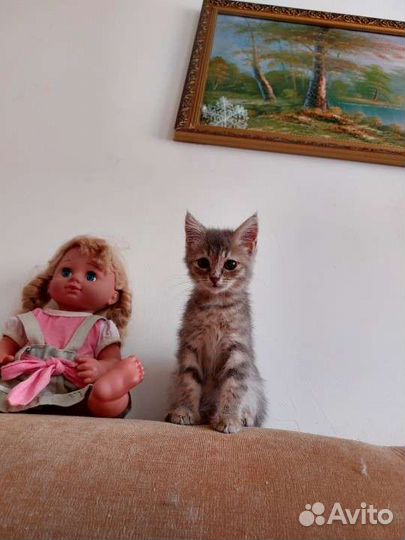Котёнок в добрые руки