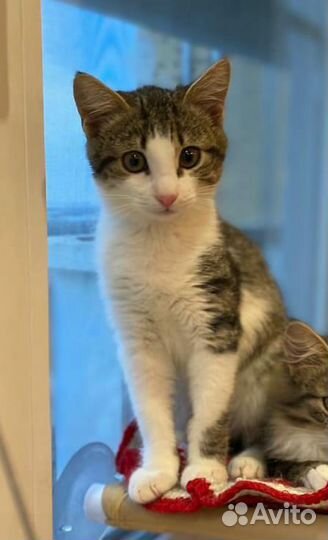 Мальчик популярного биколорного окраса в дар