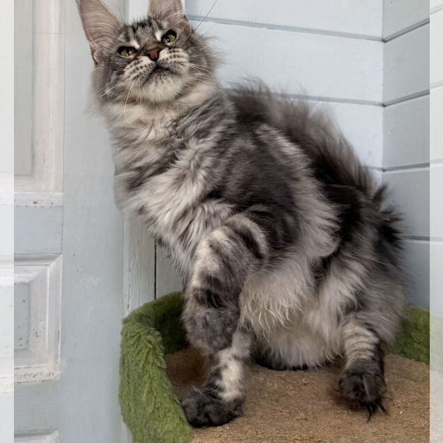 Мейн-кун котёнок