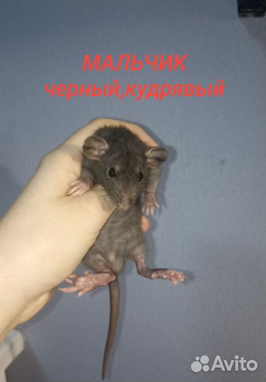 Ручные крысята дамбо