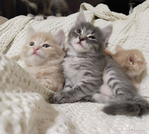 Кошка в дар