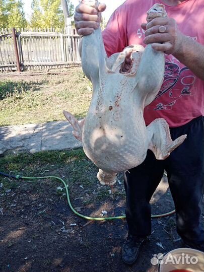 Индюк Хайбрид Конвертер (Канада)