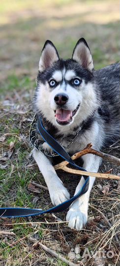 Хаски только в ответсвеные ручки