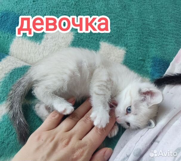 Котята 2 мальчика и девочка