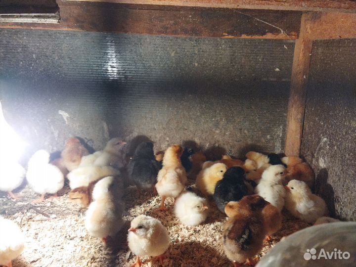 Яйца для инкубации. Утиное и куриное. Под заказ