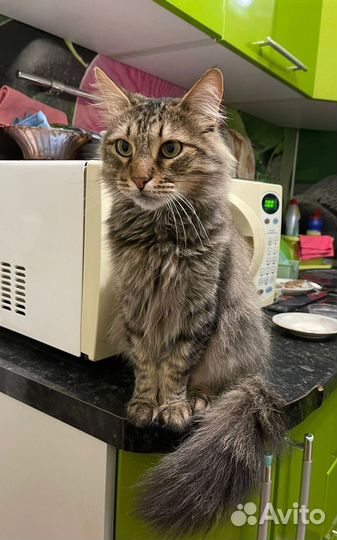 Котик ищет дом