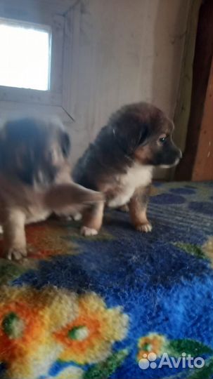 Щенки в добрые руки