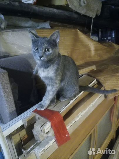 Кошка в добрые руки