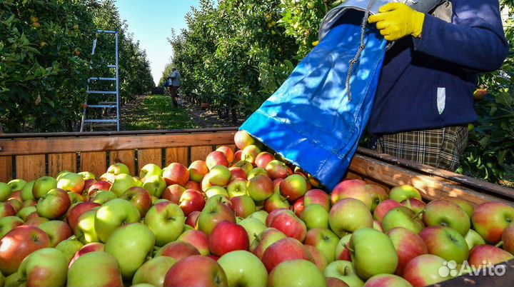 Сбор Яблок. Вахта Разнорабочие.вахта липецк