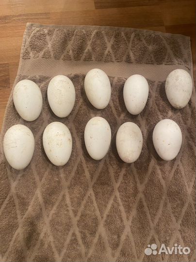 Гуси на племя