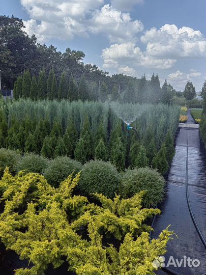 Декоративные растения для сада