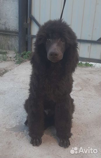 Щенок Большого пуделя